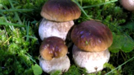 Ciupercile pot inlocui carnea in regimurile de slabit