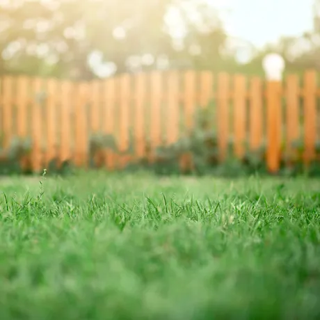 Soluția naturală și ieftină pentru un gazon de invidiat. Ingredientul pe care să-l adaugi neapărat în luna august