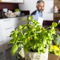 Talismanul verde din casele românești. Unde să îl așezi pentru sănătate, noroc și armonie