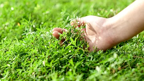 Sănătate curată obținută prin utilizarea de extracte curate, din plante