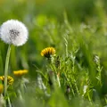Planta ignorată din România care atrage atenția cercetătorilor pentru efectele sale asupra ficatului