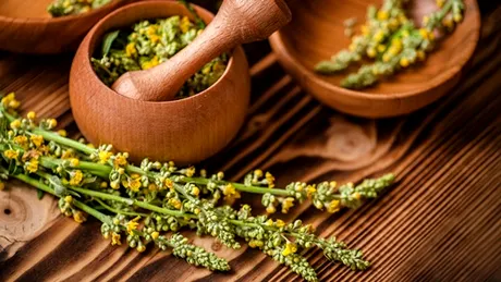 Planta amară cu efecte miraculoase pentru sănătate. Poate fi consumată sub formă de ceai, tinctură sau ulei