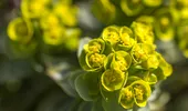 Euphorbia, planta spectaculoasă care îți transformă grădina. Cum o îngrijești și ce trebuie să știi despre „coronița lui Hristos”