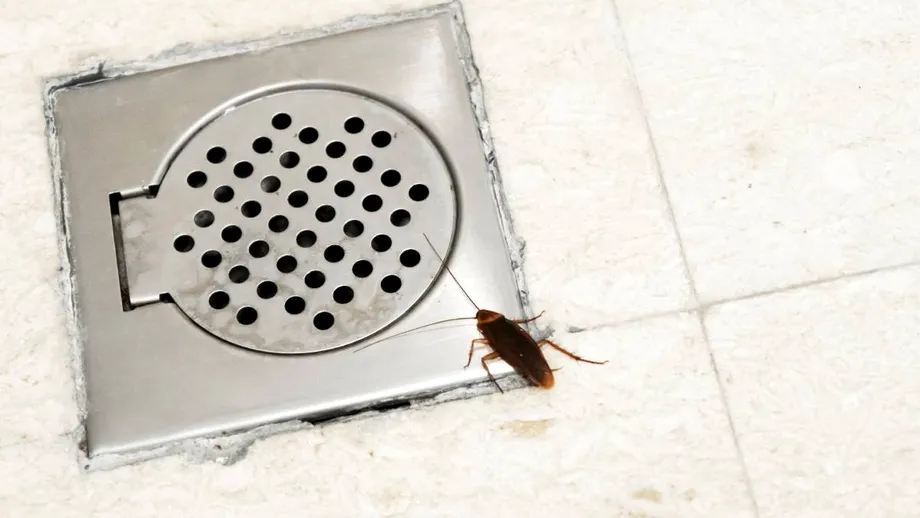 Ce trebuie să faci să nu-ți mai vină gândaci prin scurgerea de la cadă sau duș. Trucuri ieftine care te scapă definitiv de problema gândacilor în baie