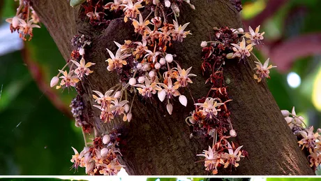 Aşa arată alimentele înainte de a ajunge în supermarketuri