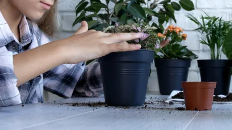 De ce pun oamenii o monedă de cupru în ghiveciul florilor. Metoda simplă care protejează plantele