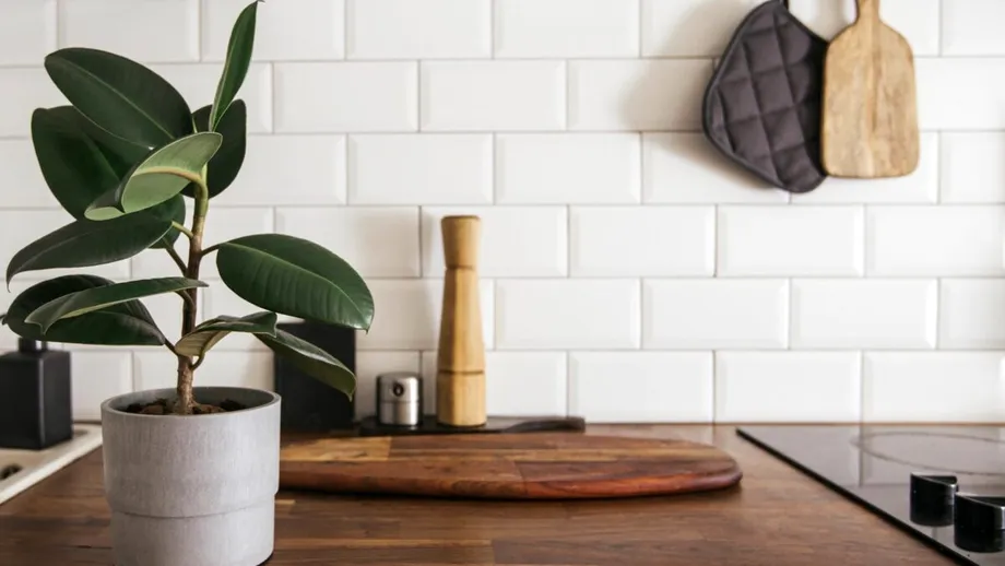 Ficusul, printre plantele care purifică aerul din casă! Ce alte flori trebuie să mai ai în locuință