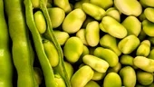Rețete rapide cu fasole verde proaspătă pentru vară