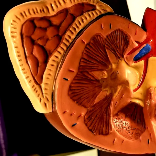 8 cauze care pot duce la blocaj renal. Afecțiunile ascunse care îţi pot afecta grav rinichii