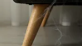 Spune adio pânzelor de păianjen din casă! Soluția naturală pe care trebuie să o încerci