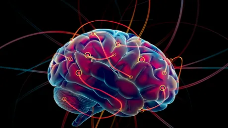 Neuroni noi din creierul adult, implicaţi în învăţarea senzorială