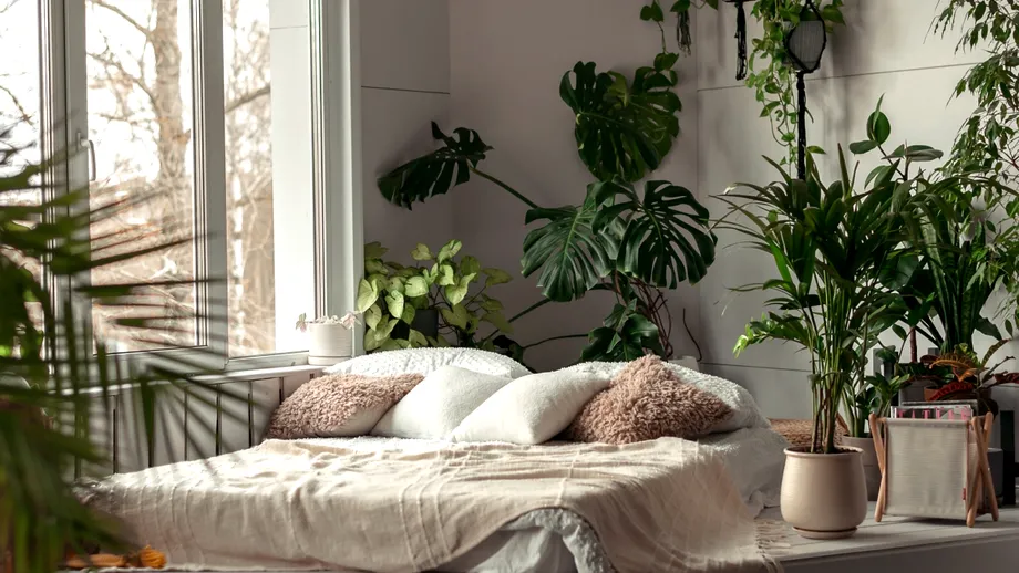 Plantele care elimină mirosurile neplăcute din locuință fără odorizante chimice. Ce să alegi pentru fiecare cameră