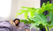 Plante de interior care eliberează oxigen și pe timpul nopții. Ar putea îmbunătăți somnul