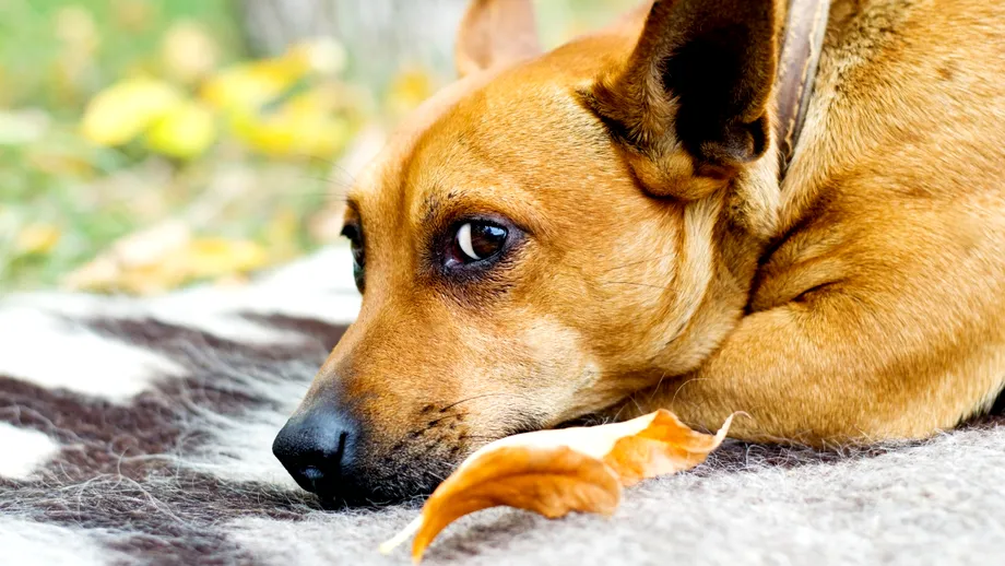 De ce câinii își ling lăbuțele? Experții atrag atenția stăpânilor