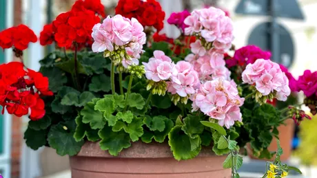 Tratamente naturale pentru mușcate: cum să le faci să înflorească abundent primăvara