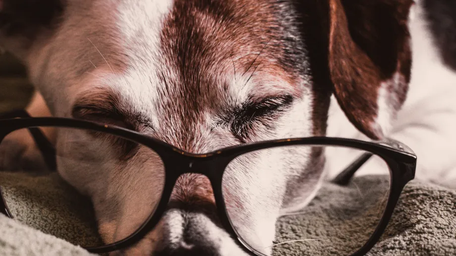 Cum să îngrijeşti un animal de companie bătrân