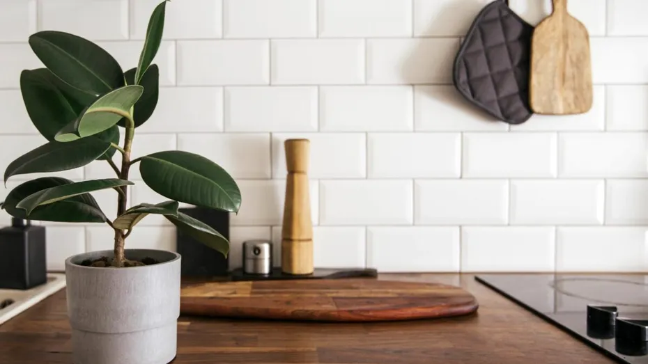 Ficusul, printre plantele care purifică aerul din casă! Ce alte flori trebuie să mai ai în locuință