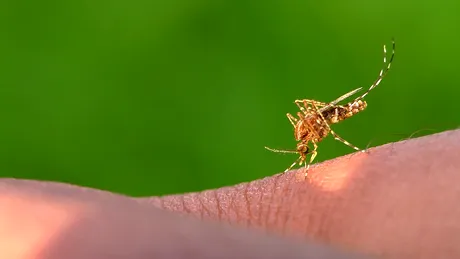 Săpunul minune făcut în casă pentru calmarea înțepăturilor de țânțari. Din ce ingrediente se prepară