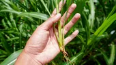 Lemongrass (citronela): ce este, cum îl folosim și ce beneficii poate avea planta exotică cu aromă de lămâie