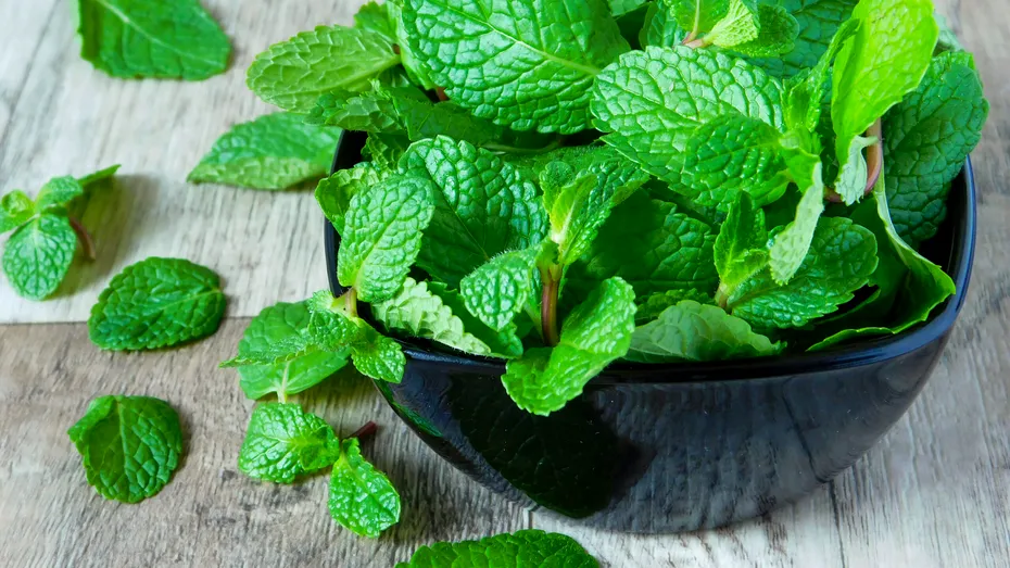 Cea mai cunoscută plantă medicinală din lume. MENTA, campioană la beneficii pentru sănătate