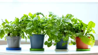 Plante de apartament toxice pentru copii și animale: ce trebuie să știi înainte să le ții în casă