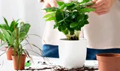 Ingredientul folosit la prăjituri care poate ajuta plantele să crească mai frumos. Se utilizează o singură dată pe lună