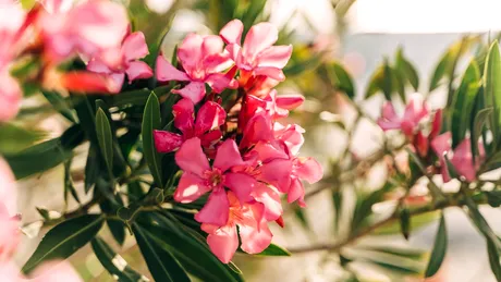 Trucul natural care transformă leandrul într-o explozie de flori. Ce să pui la rădăcină pentru rezultate spectaculoase