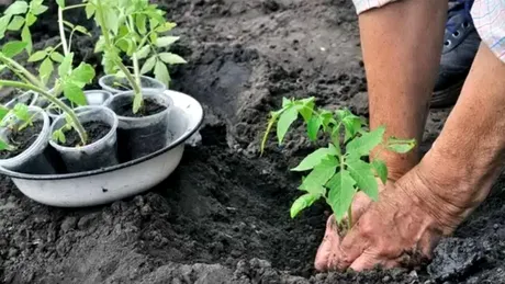 Cum să plantezi roșiile în grădină. Care este distanța optimă, de fapt