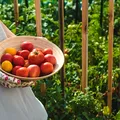 Ce să adaugi la baza roșiilor la finalul lunii iulie. Te va ajuta să ai o recoltă bogată de tomate