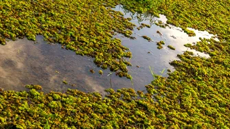 „Caviarul verde”, leguma care i-a înnebunit pe europeni! Crește în apă și se folosește pentru a trata guta sau artrita reumatoidă