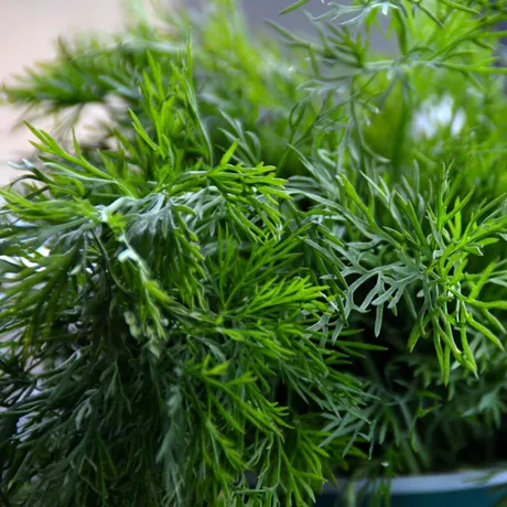 Cum să depozitezi corect verdețurile: trucuri și sfaturi utile