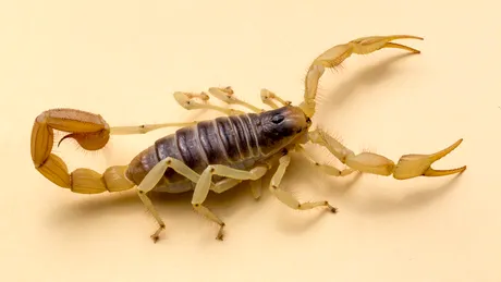 Cel mai scump lichid din lume