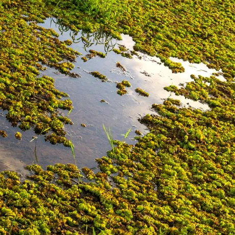 „Caviarul verde”, leguma care i-a înnebunit pe europeni! Crește în apă și se folosește pentru a trata guta sau artrita reumatoidă