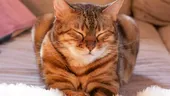 Ce mesaj vrea să-ți transmită pisica ta, când clipește insistent spre tine