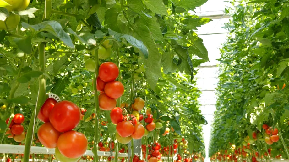 De ce se îngălbenesc, de fapt, frunzele la roșii? Sfaturi de la grădinari pentru a salva plantele la timp