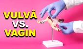 Ce este vulva? Ce este vaginul? Care sunt diferențele?