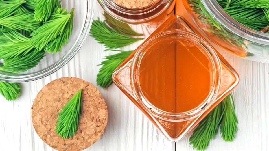 Sirop din muguri de brad, elixirul longevității. Rețetă din 3 ingrediente și beneficii