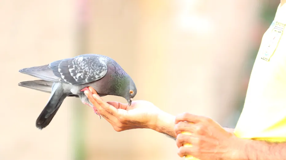 Hrănirea porumbeilor ar putea fi interzisă prin lege. Boala transmisibilă la oameni pe care o răspândesc aceste păsări