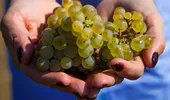 Strugurii îngrașă? Câte calorii au strugurii și de ce sunt numiți „fructele longevității”