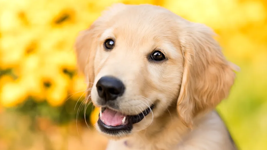 De ce își înclină câinii capul când le vorbești? Explicația unui veterinar