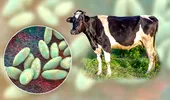 Bruceloza, boala infecțioasă transmisă de animale care poate fi confundată cu gripa