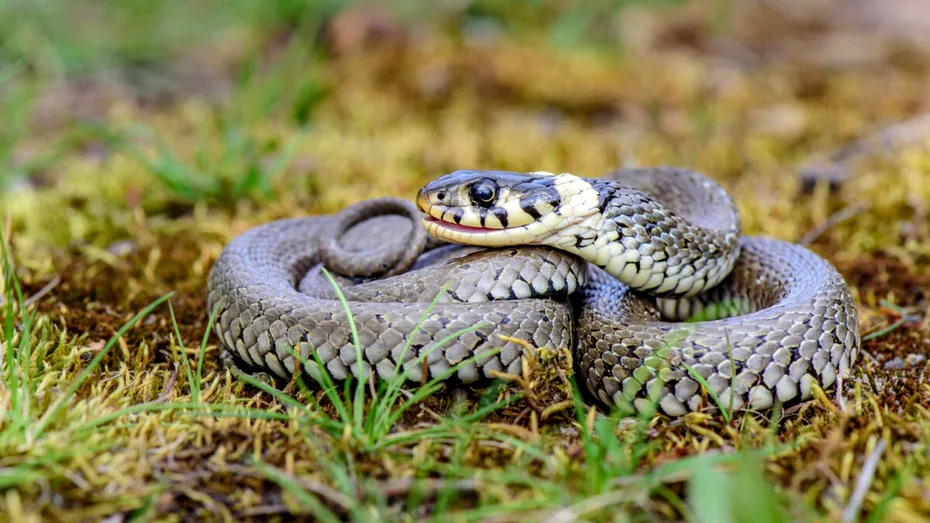 Ce trebuie să faci dacă vezi un șarpe în locuință! Greșelile care pot duce la mușcături periculoase