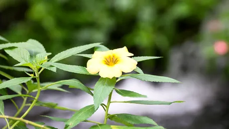 Damiana (Turnera diffusa)