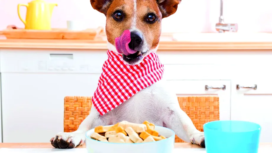 Alergiile alimentare la câini