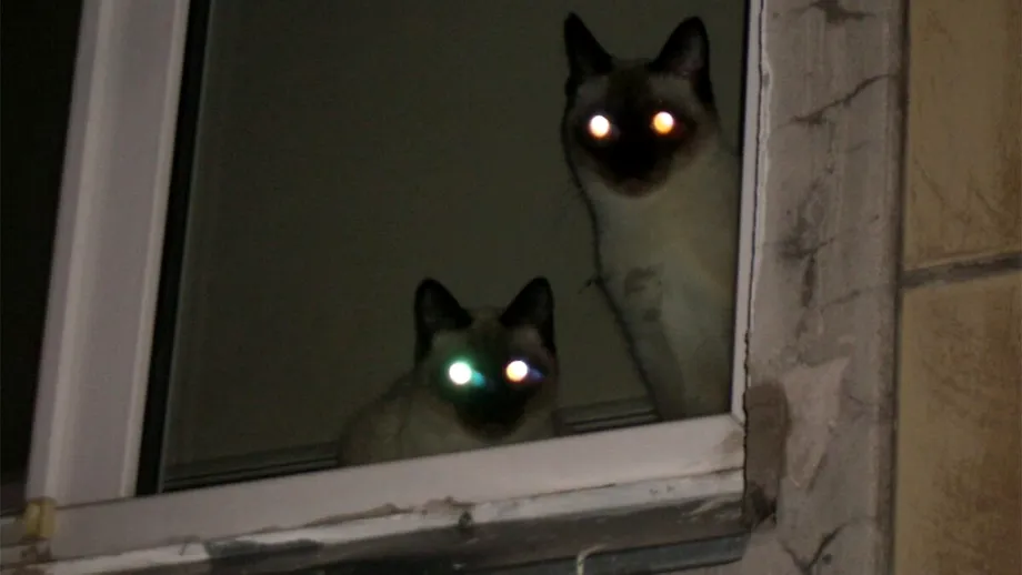 Motivul real pentru care ochii pisicilor strălucesc în întuneric