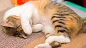 Motivul nebănuit pentru care toate pisicile își acoperă fețele atunci când dorm