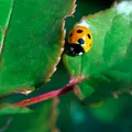 Insecta „erou” care îți protejează plantele și reduce dăunătorii în mod natural