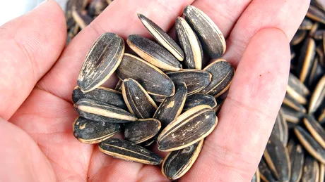 Câte grame de semințe poți mânca zilnic fără să te îngrași. Vei fi surprins câte calorii sunt în 100 de grame de semințe!