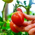 De ce se crapă roșiile în grădină? Greșeala pe care o fac mulți oameni și cum poți preveni problema