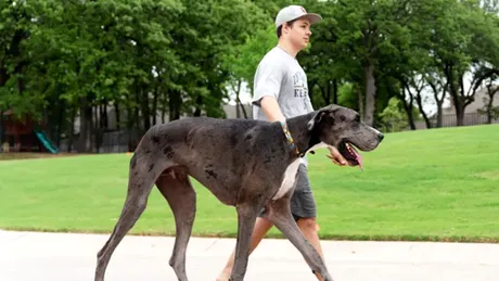 Câinele care a intrat în Cartea Recordurilor ca fiind cel mai înalt: are peste un metru